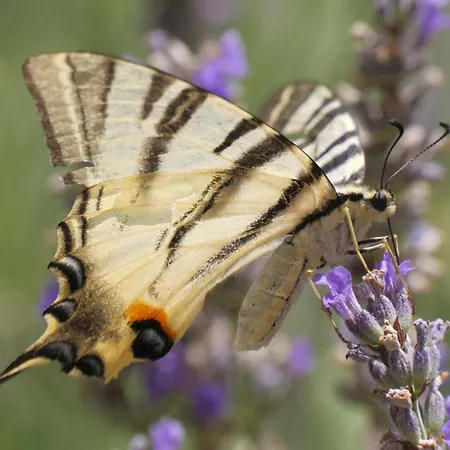 Vila Bacio With New Heated Pool Brstanovo