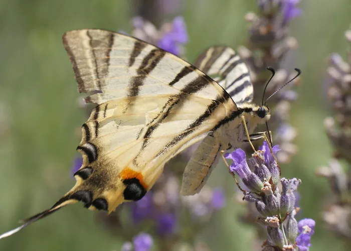 빌라 Bacio With Heated Pool, Starlink Internet Brstanovo